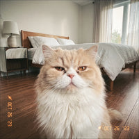 Pet photo