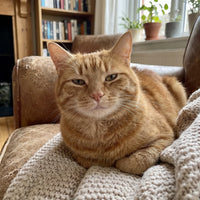 Pet photo