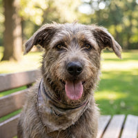 Pet photo